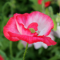 Seidenmohn