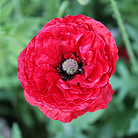 Seidenmohn