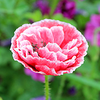 Seidenmohn