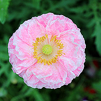 Seidenmohn
