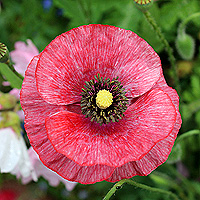 Seidenmohn