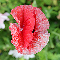 Seidenmohn