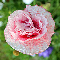 Seidenmohn