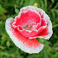 Seidenmohn