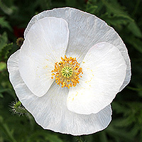 Seidenmohn