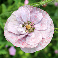 Seidenmohn
