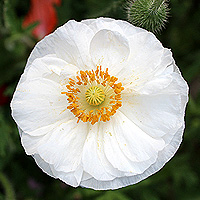 Seidenmohn