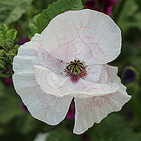 Seidenmohn