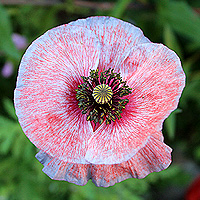 Seidenmohn
