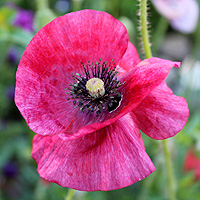 Seidenmohn
