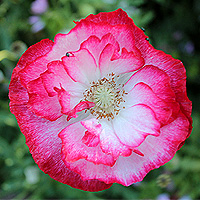 Seidenmohn