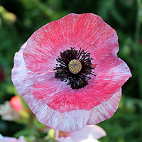 Seidenmohn