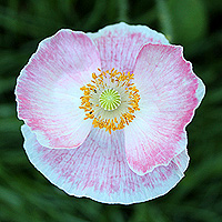 Seidenmohn