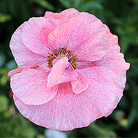 Seidenmohn