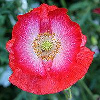 Seidenmohn
