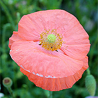 Seidenmohn