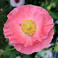 Seidenmohn