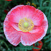 Seidenmohn
