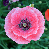 Seidenmohn