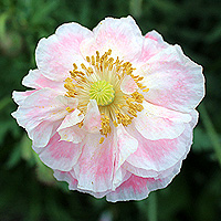 Seidenmohn