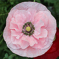 Seidenmohn