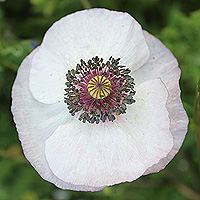 Seidenmohn