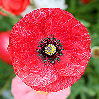 Seidenmohn