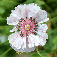Seidenmohn