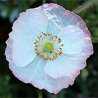 Seidenmohn