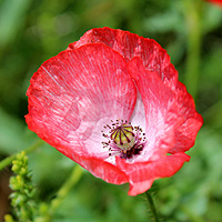 Seidenmohn