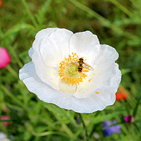 Seidenmohn