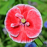 Seidenmohn