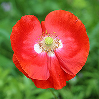 Seidenmohn