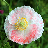 Seidenmohn