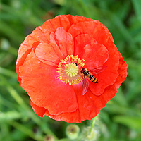 Seidenmohn
