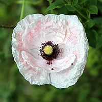 Seidenmohn