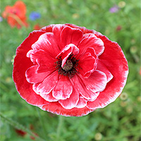 Seidenmohn