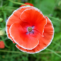 Seidenmohn