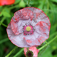 Seidenmohn