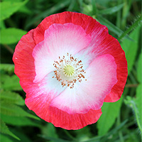 Seidenmohn