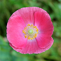Seidenmohn