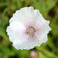 Seidenmohn