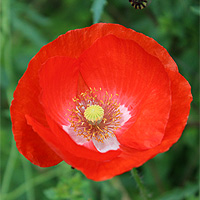 Seidenmohn