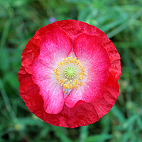 Seidenmohn