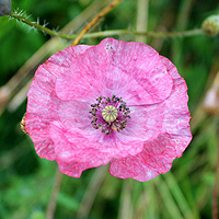 Seidenmohn
