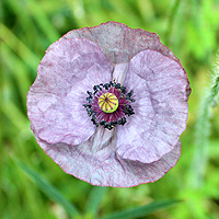 Seidenmohn