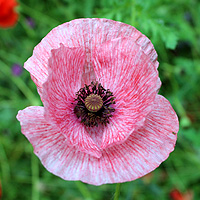 Seidenmohn