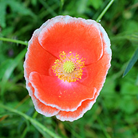 Seidenmohn