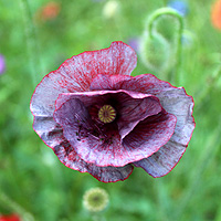 Seidenmohn