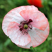 Seidenmohn